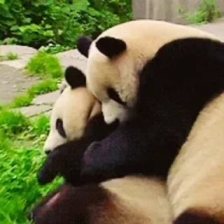 🐼