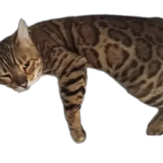 🐱