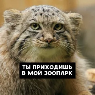 Manul