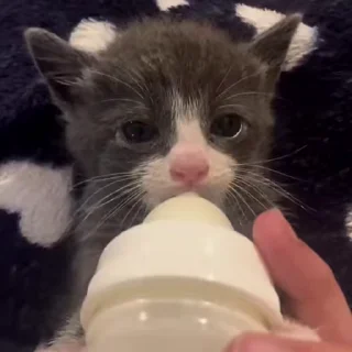 🐾