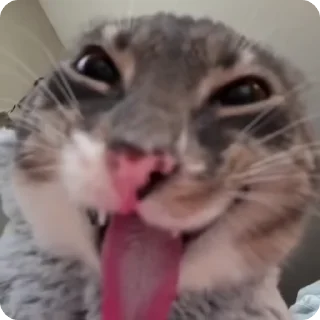 Rigby chan @pipokes