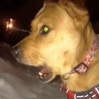 🤩