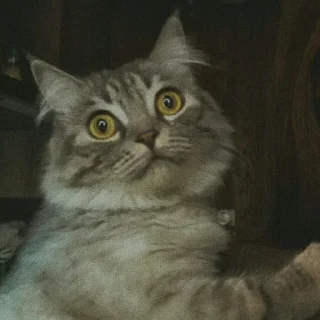 🐈