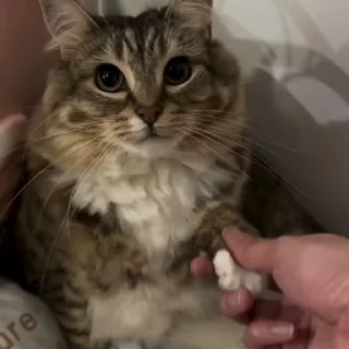 🌟