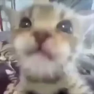 🌟