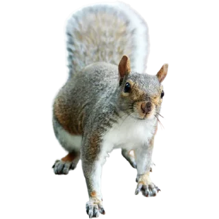 🐿️
