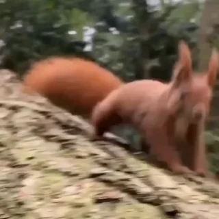 🤩
