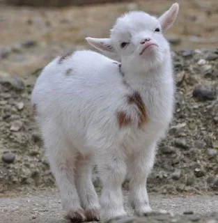 🧶