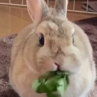 🥕