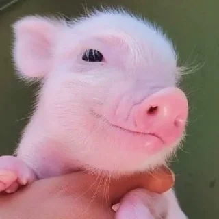 🥺