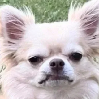 🤩
