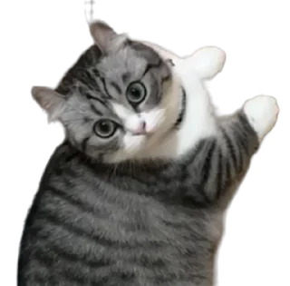 🐈