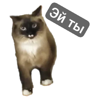 🐱