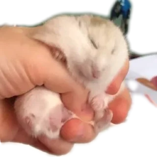✋