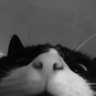 🐈‍⬛️