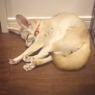 🦊