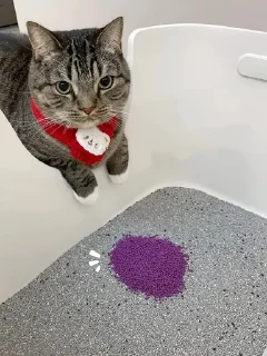 🌟