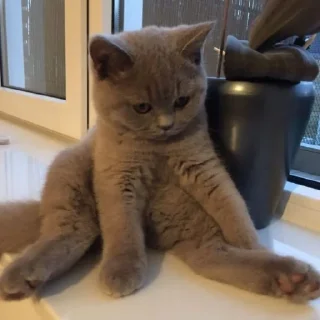 🐈