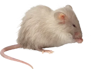 🐀