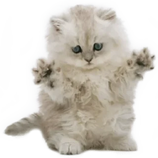 🐈