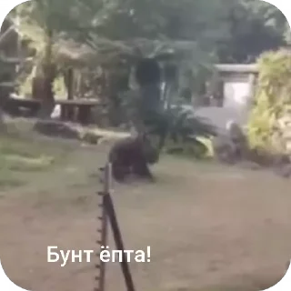 🏈