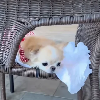 🐶