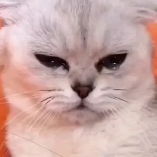 🐈