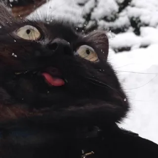 🤪