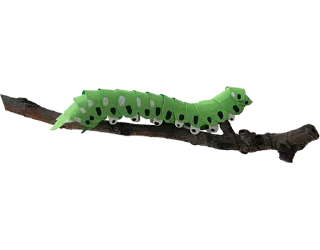 🐛