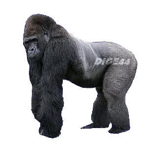 🦍