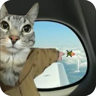 🐱