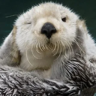 🙉