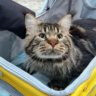 🌟