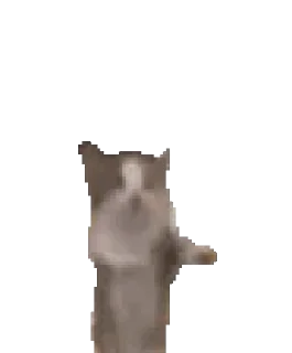 🐈