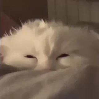 🥺
