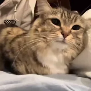 🌟