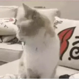 🐱
