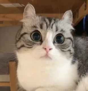 😺