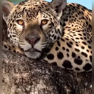 🤩