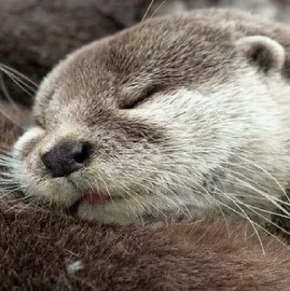😴