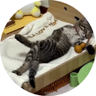 💤