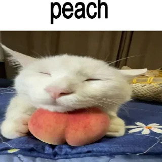 🐈