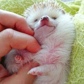 🦔