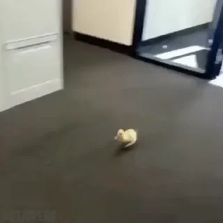 🦆