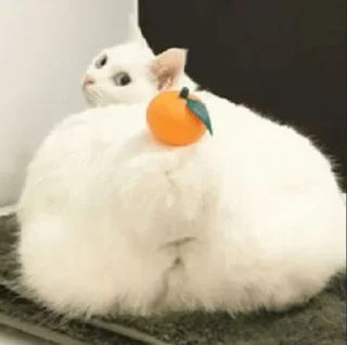🍊