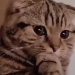 😿