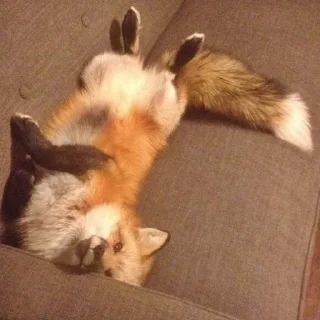 💤