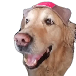 🐶