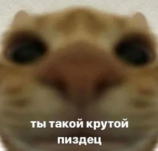 😼