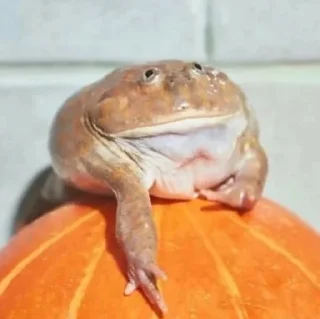 🐸